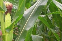 荃玉2000玉米栽培技术要点，大喇叭口期注意防治玉米螟