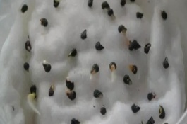 西瓜种子多长时间能出苗，可裹泥发芽、晾晒发芽等