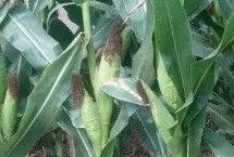 德科951玉米栽培技术要点，密度4500株/亩左右