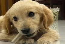 饲养金毛犬的注意事项，可以选择狗粮或鸡胸肉等