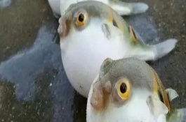 河豚的天敌是什么，常见天敌有石斑鱼、狗母鱼、裸胸鳝等
