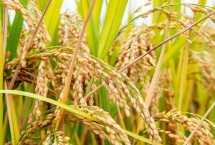 东富132水稻栽培技术要点，普通粳稻品种