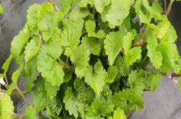 金钱薄荷怎么繁殖，水养一定要保持水质清洁