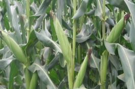 垦沃3号玉米栽培技术要点，亩种植密度4500株