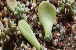 多肉植物怎么浇水，要从生长健壮、无病虫害的母株上选取叶片
