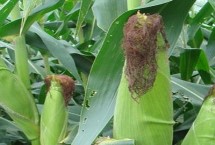 宇鑫816玉米栽培技术要点，中抗茎腐病