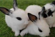 宠物兔的品种，要保证居住环境的卫生