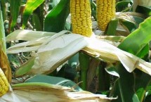 浙甜19玉米栽培技术要点，中抗小斑病