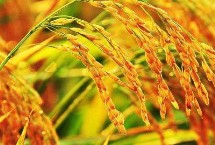 B两优131水稻栽培技术要点，籼型两系杂交水稻品种