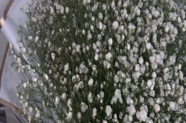 满天星干花怎样插花瓶，满天星寓意无尽的思念