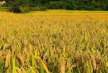 常香粳206水稻栽培技术要点，搁田前后及时防治纹枯病