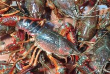 小龙虾一年四季都有吗，是螯虾科、原螯虾属甲壳动物