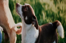 犬猫口炎或口腔溃疡如何使用药物，成年后一共会有42颗牙齿