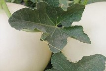 白兰瓜的田间管理，播种以3月初为宜