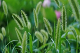 狗尾草的根茎叶的特点，通常用种子繁殖