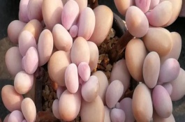 多肉桃蛋一年能长多大，要为植株提供全天的光照