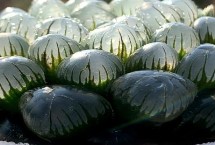 冰灯玉露的繁殖方法，不适合放置在阳光下暴晒