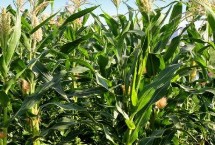 中农大1703玉米栽培技术要点，中抗南方锈病