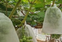 葡萄为什么套袋，喷完药等水分干燥后要立刻套袋