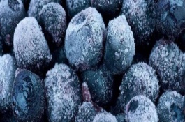 蓝莓几月成熟，放进冰箱将温度控制在1-3℃冷藏