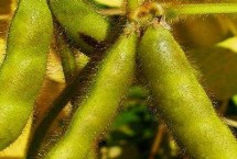 湘春黑豆31大豆栽培技术要点，粒用春大豆品种