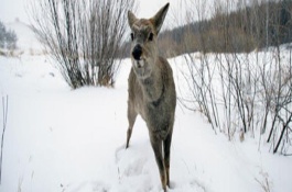 狍子会游泳吗，熊、猞猁、狼、虎等是狍子的天敌