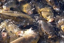 鲤鱼能做酸菜鱼吗，江南一带通常不会食用