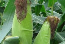 云海1150玉米栽培技术要点，春播平均生育期116.2天