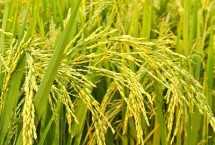 馥香两优19香水稻栽培技术要点，每亩有效穗数20.6万