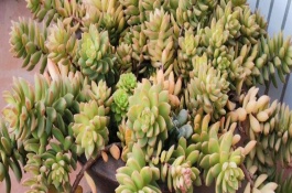 黄丽的形态特征，生长适温为15-28℃左右