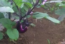 夏天种什么蔬菜能够快速生长，包括小白菜、空心菜、番茄、茄子等品种