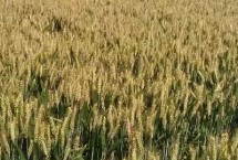 西农836小麦栽培技术要点，该品种属半冬性中熟品种