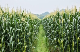 华旺甜7号玉米栽培技术要点，控制密度