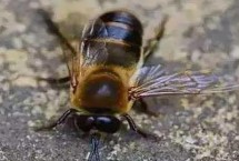 雄蜂短命的原因，是指由卵细胞发育成的雄性蜂种