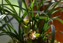 兰花的花语和象征，在我国产于江苏、湖南、福建、云南等省份