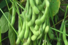福豆234大豆种子介绍，该品种平均生育期102天