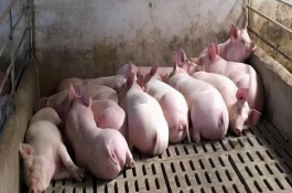 怎么防治猪的相关疾病，用高锰酸钾清洗溃烂部位并涂抹碘甘油