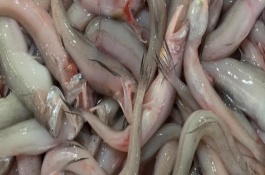 龙头鱼是海鱼还是河鱼，学名叫龙头鱼