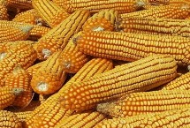敦玉32玉米栽培技术要点，每亩保苗4500－4800株