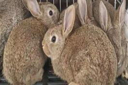野兔养殖要办什么手续，太热和太冷的环境都不适合于养殖
