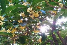 树木从小苗到大苗一般几年移栽一次，这5种在生活中非常常见