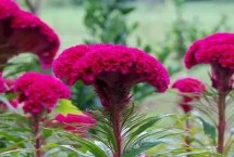 鸡冠花的园林价值，常见种类有凤尾鸡冠花、多头鸡冠花、璎珞鸡冠花