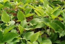 分布范围，是多年生草本植物