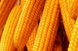 金惠1号玉米种子介绍，金惠1号玉米品种的特性