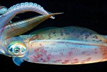 白斑乌贼和虎斑乌贼的区别，模式产地为墨西哥湾