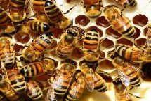 自然分蜂的意思，是指一群蜜蜂分成两群或多群