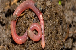 蚯蚓怎么进行人工养殖，卖给渔具店是不错的选择