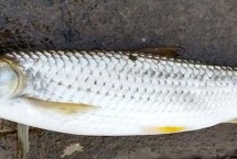 冬季能不能垂钓赤眼鳟，垂钓深度根据温度决定