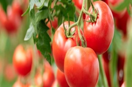 西红柿的产地环境，原产自南美洲