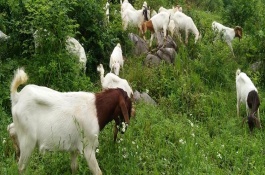 波尔山羊的养殖技巧，冬季和春季要补喂精饲料